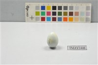藏品(灰椋鳥卵)的圖片